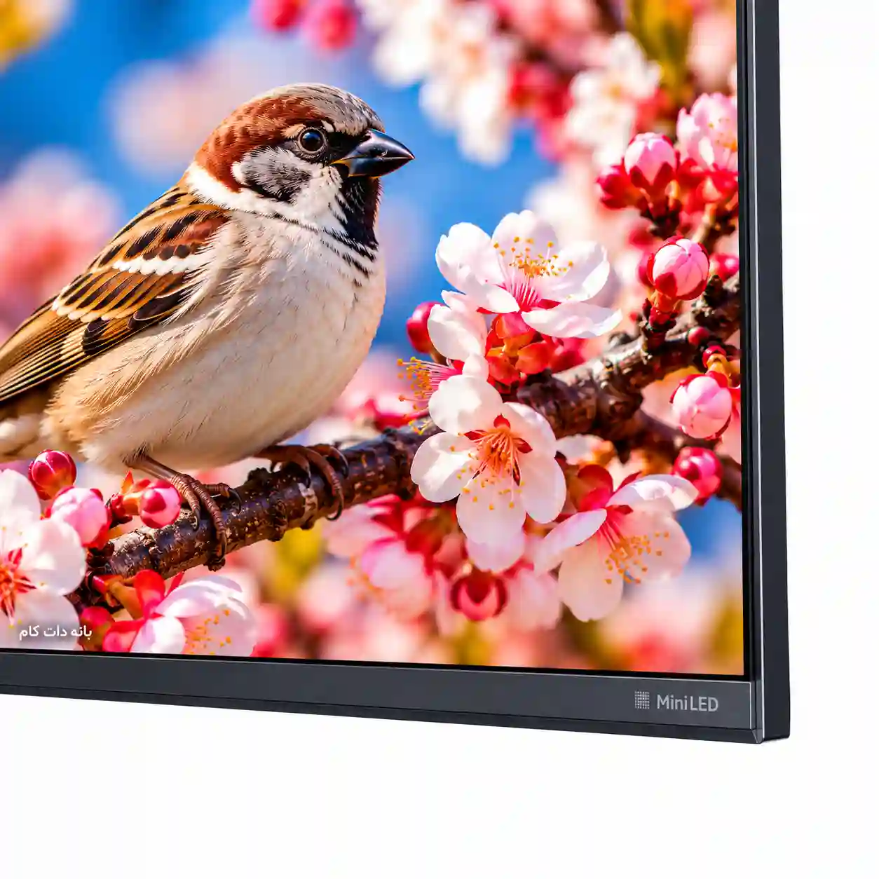 تلویزیون شیائومی 55S MINI 2026